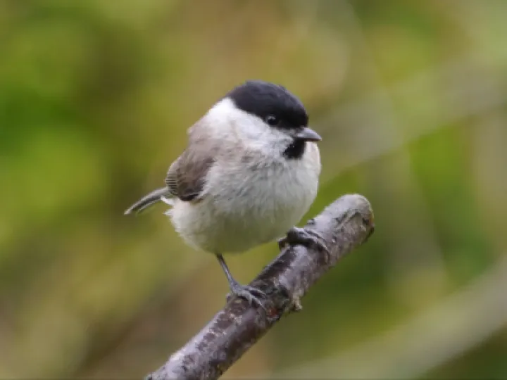 Marsh Tit