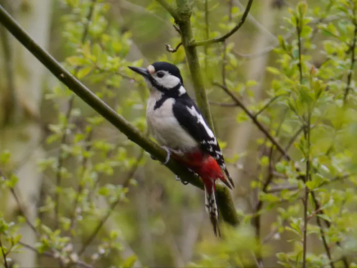 Greater Spotted Woodpecker