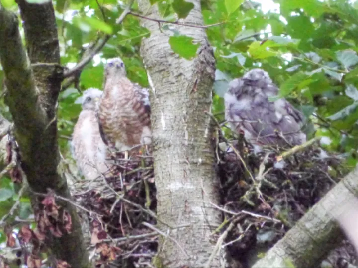 Sparrow Hawk Chicks