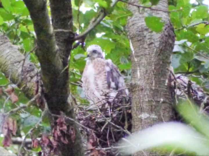 Sparrow Hawk Chick