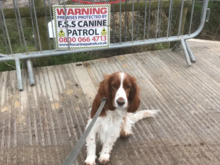 Canal Guard Dog