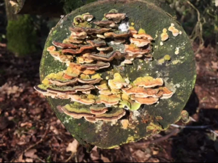 Photo from Brown Moss