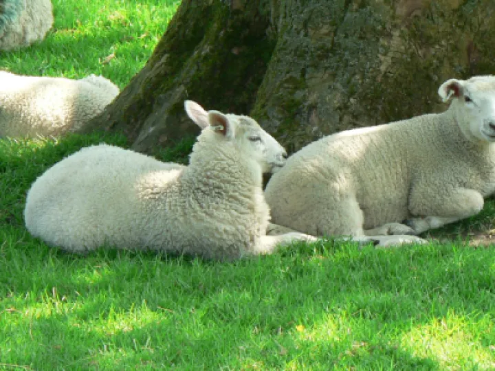 Lambs