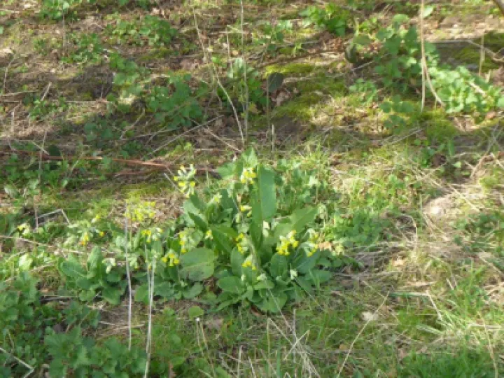 Cowslips