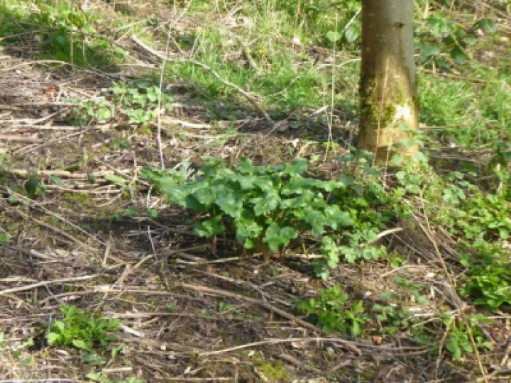 Wild Arum