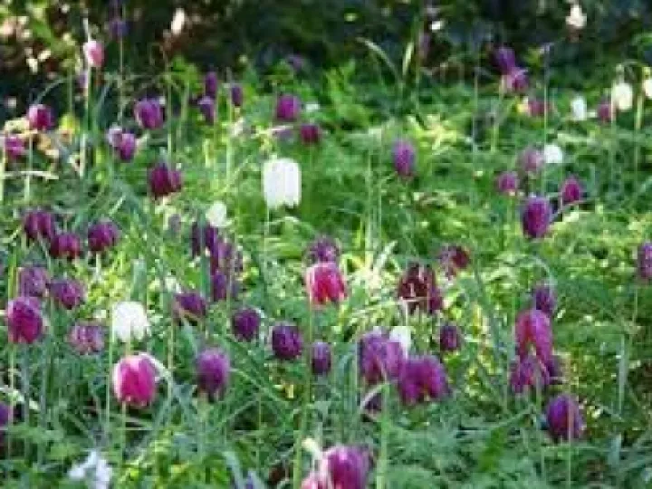Snakes Head Fritillaries