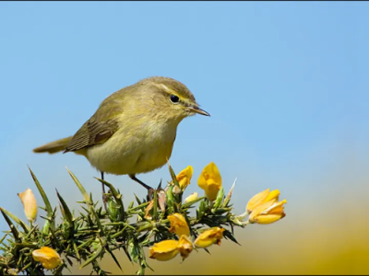TCW Chiffchaff   Phylloscopus collybita