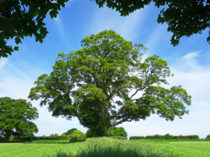 A 'Great Maple'  (sycamore)