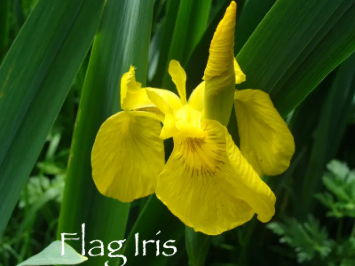 Flag Iris