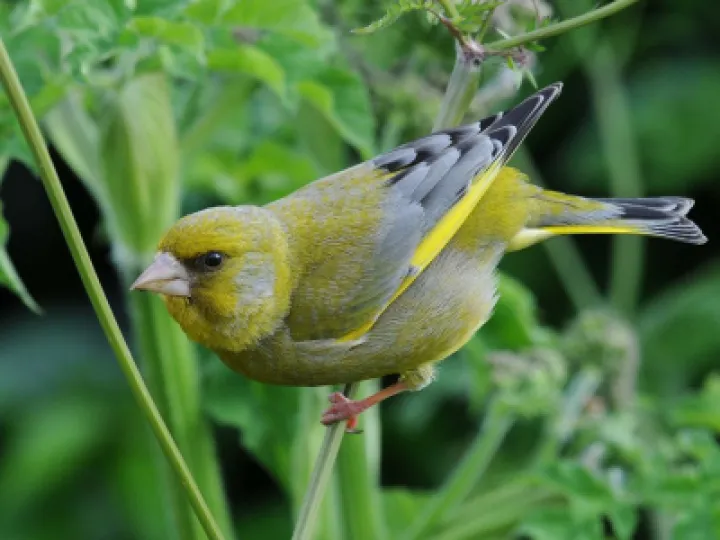 TCW Greenfinch