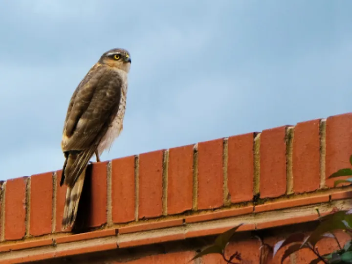 Sparrowhawk