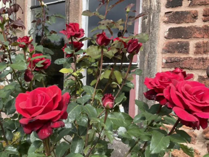 Image: 9A7FD1AB-1160-433B-A60F-28FFF112C7E0