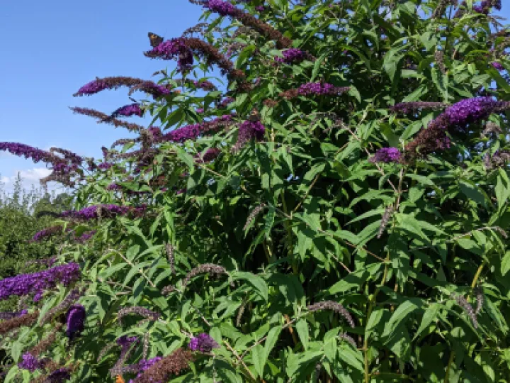 Buddlia 2
