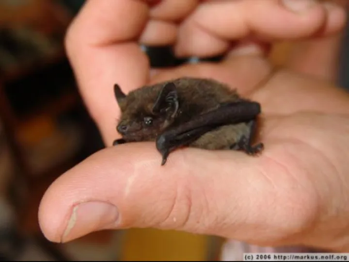 Cute pipistrelle