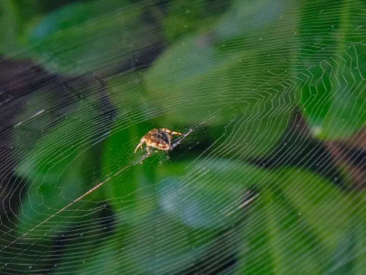 #Come into my parlour---F2903