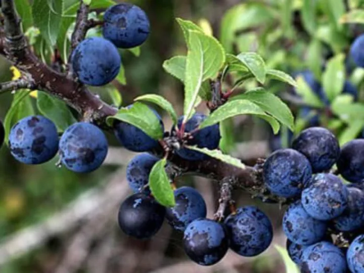 sloe_berries_29c6bd28df