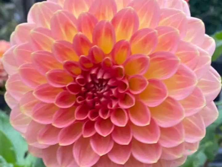 Dahlia