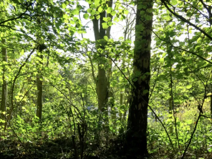 Woodlands Tarvin 2021 3