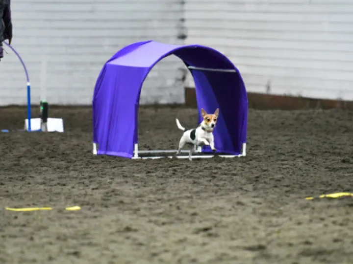Small dog running through a tunnel