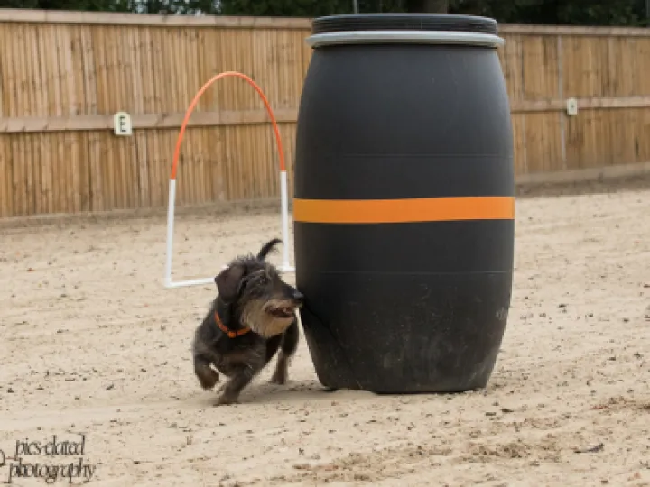 Wolfgang running around a barrel