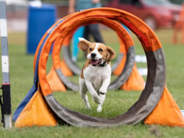 Small dog approaching a tunnel