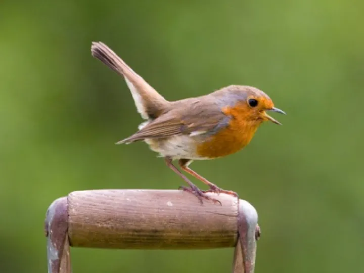 Robin on garden spade