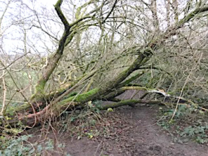 Raw Head Storm damage