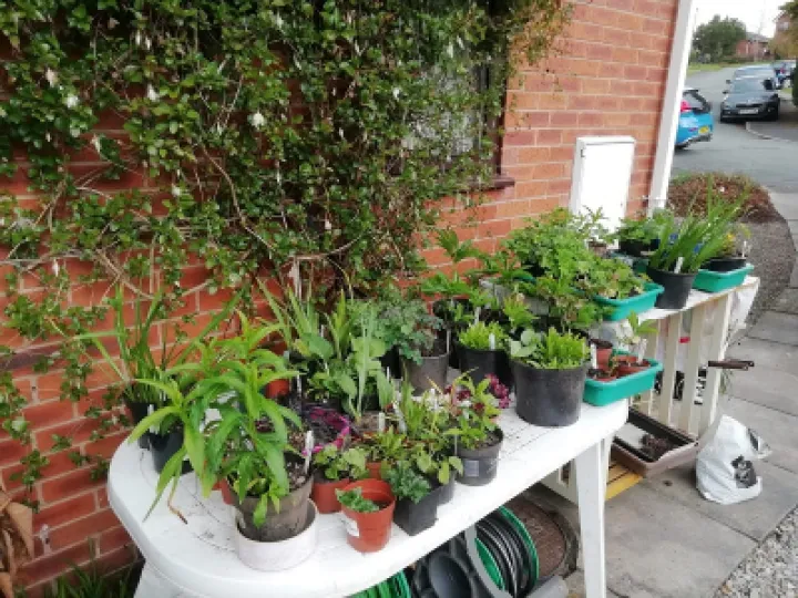 plant sale
