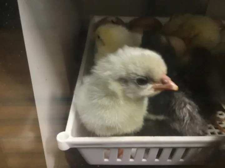 Chicks 5