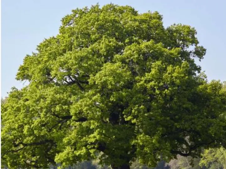oak tree