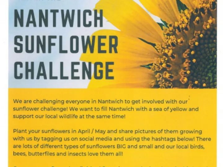 sunflower challenge