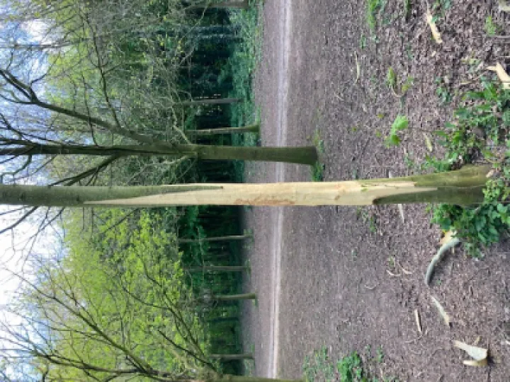 Vandalism Kills Tree