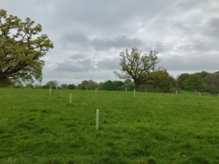 saplings TPF