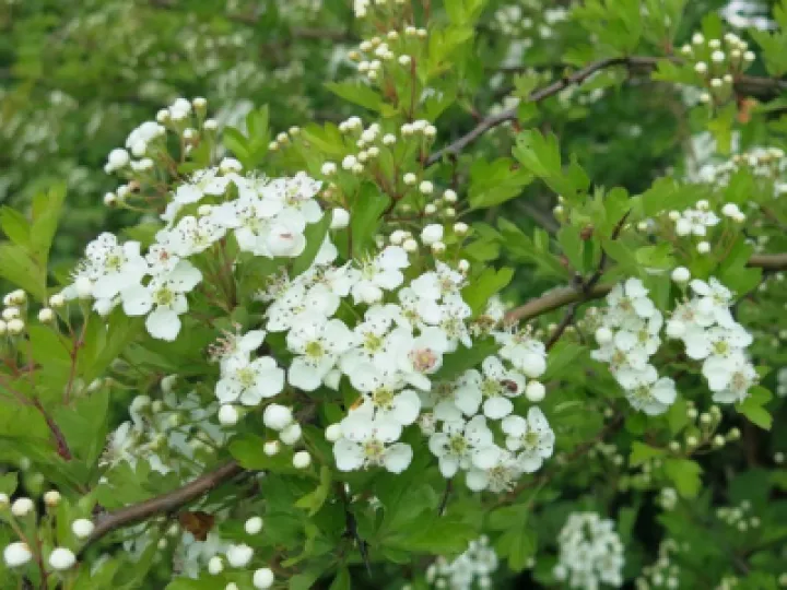 Blossom in the Woodlands