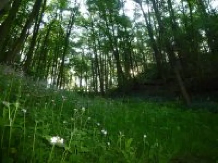 Morning Sun Breaking Through