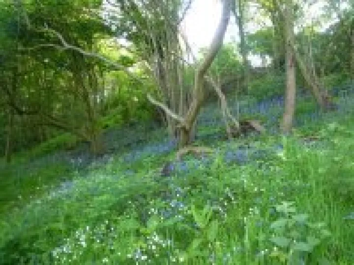 Bluebell wood