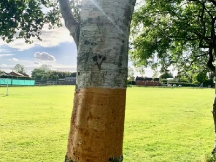 Botnical Vandalism Tree 3 (2)
