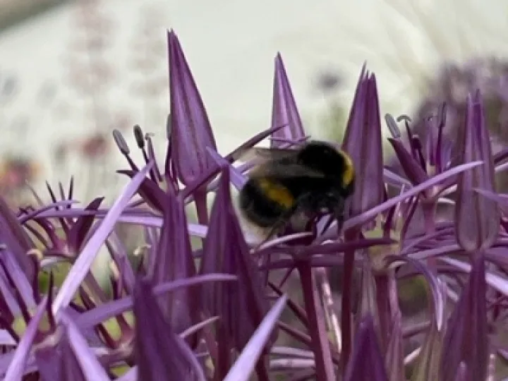 Bee
