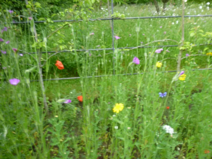 Flower Club JUne 2022 P1040143