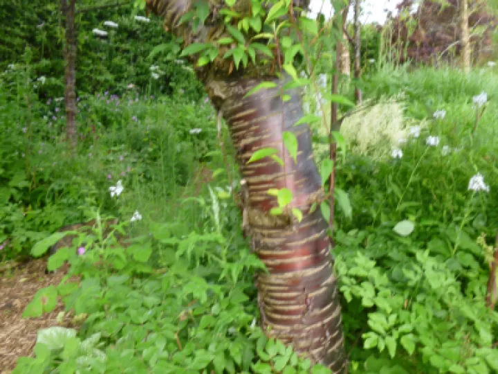 Flower Club JUne 2022 P1040144