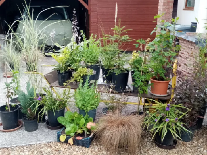 Plants for Sale