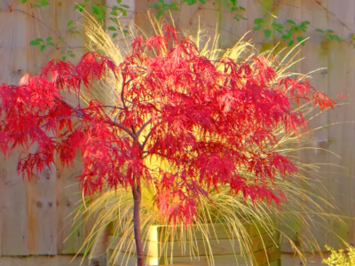 -rrF2659 Autumn Fireworks