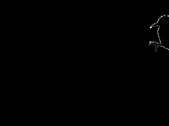 swinging woodpecker B