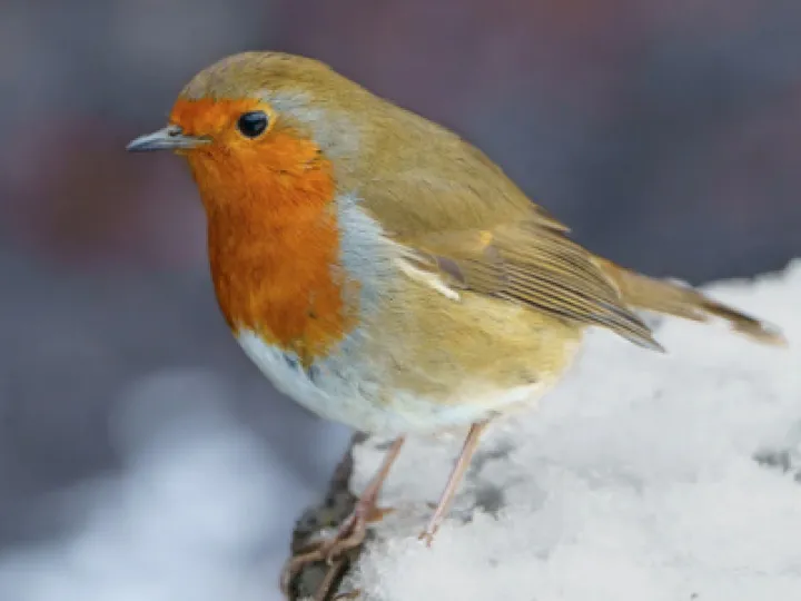winter robin