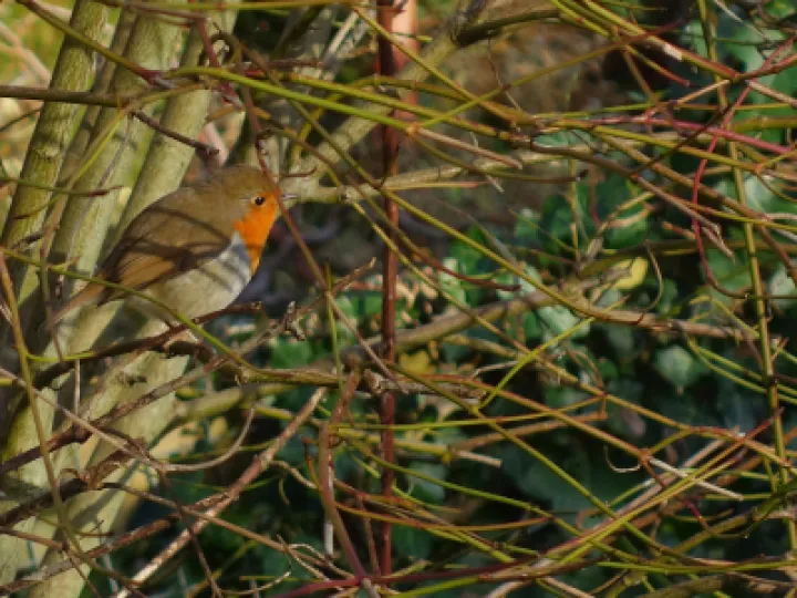 Robin in hiding s01805