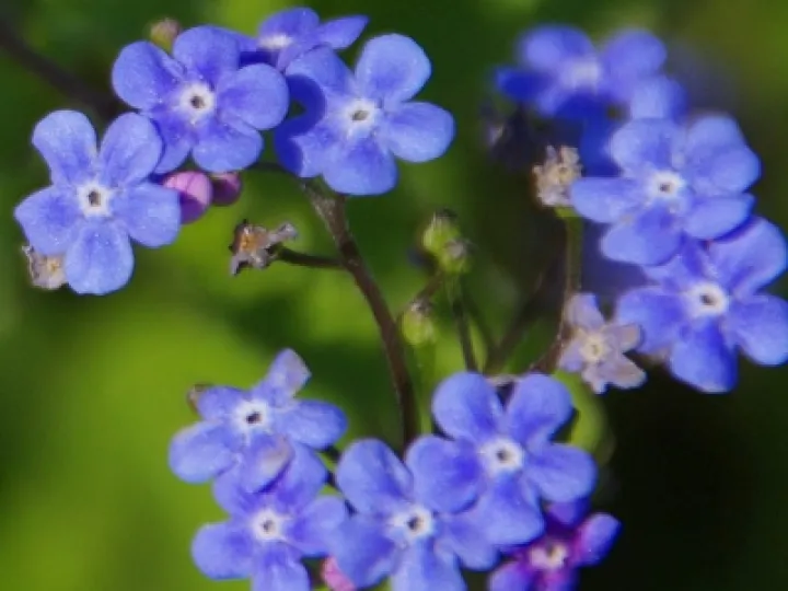 Forgetmenot