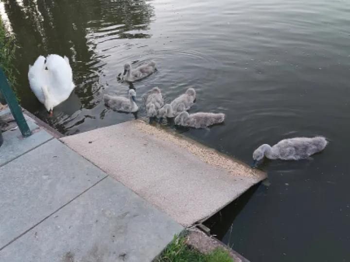 Flower Club Firs Garden June 2023 RG 20230614_212255