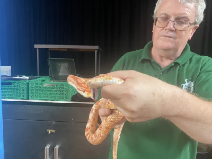 Summer fete 2023 – Creepy Crawley show