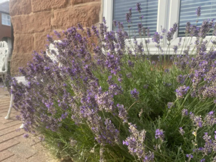 Open Gardem weekend 2023 79 Hockenhull La 0