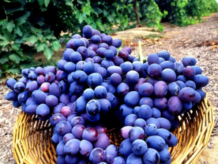 seedless-grapes-gbf7a31bf4_1280